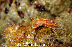 Nudibranch from Koh Haa 4. by Gabriella Larsson 
